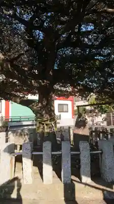 多摩川諏訪神社の自然