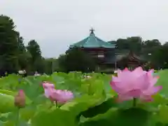 寛永寺不忍池弁天堂(東京都)