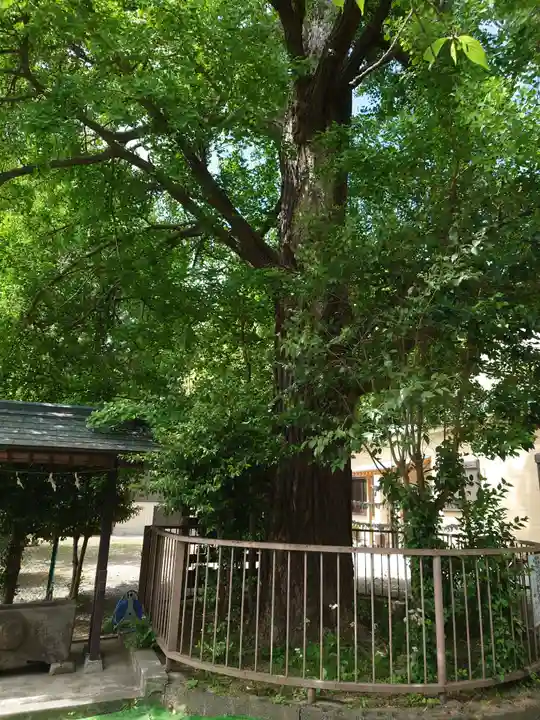 子之神社(神奈川県)