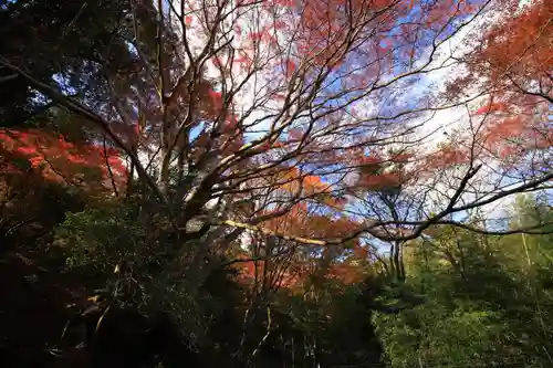 鰐淵寺の自然