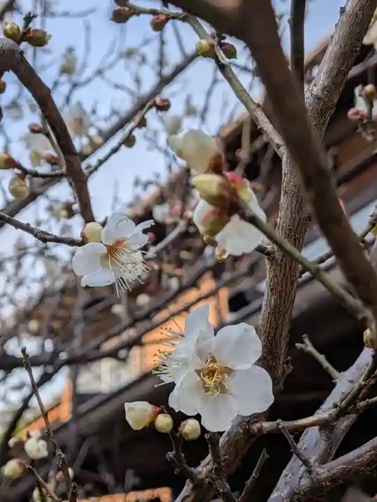 高円寺天祖神社(東京都)
