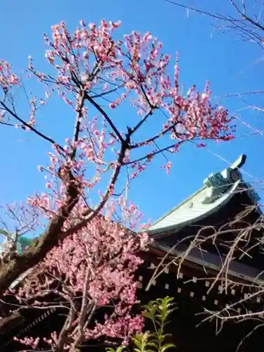 桜神宮(東京都)
