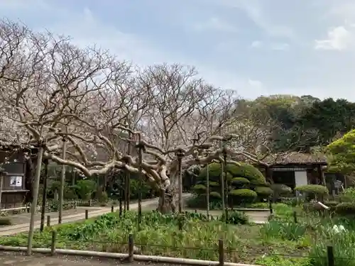 極楽寺（霊鷲山感應院極楽律寺）の庭園