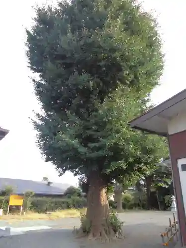 白山神社の自然