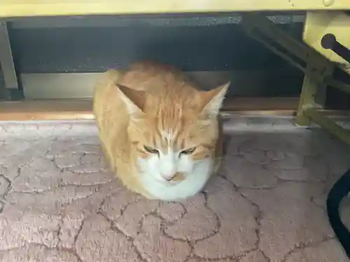 一心寺・一心禅寺の動物