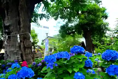 磐井神社(東京都)