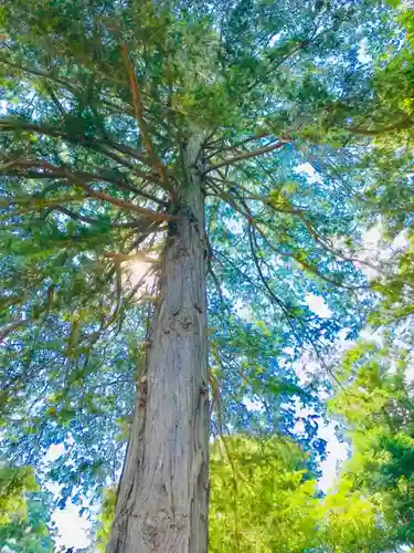 岡見八坂神社の自然