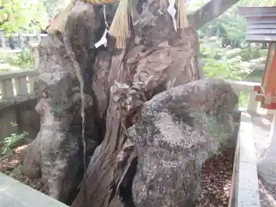 住吉大社(大阪府)