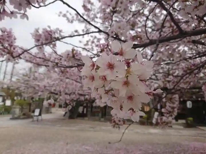 阿部野神社の自然