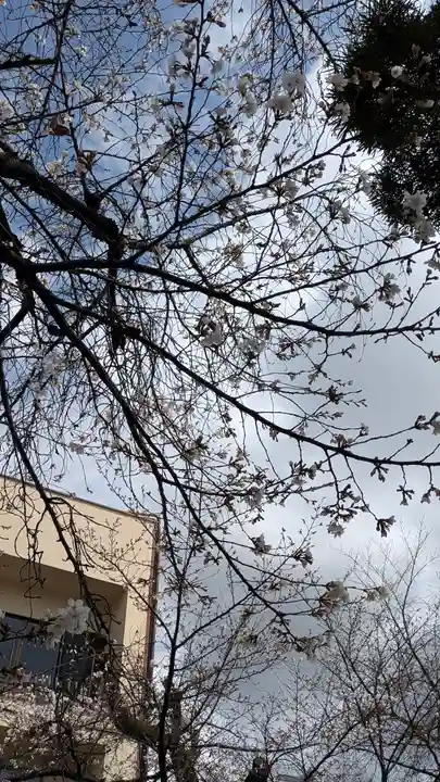 墨染寺(桜寺)(京都府)