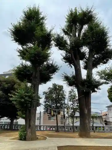 代田八幡神社の自然