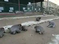 瑠璃寺の{uncategorized: "未分類", other: "その他", undefined: "問題あり", building: "その他建物", grave: "お墓", sacred_gate: "鳥居", guardian: "狛犬", statue: "像", buddha: "仏像", history: "歴史", nature: "自然", garden: "庭園", animal: "動物", pagoda: "塔", temizu: "手水舎", mountain_gate: "山門・神門", sanctuary: "本殿・本堂", subordinate: "末社・摂社", art: "芸術", scenery: "景色", jizo: "地蔵", ema: "絵馬", goshuin: "御朱印", omikuji: "おみくじ", items: "授与品その他", amulet: "お守り", goshuincho: "御朱印帳", eats: "食事", festival: "お祭り", votive_dance: "神楽", shichigosan: "七五三参", wedding: "結婚式", experience: "体験その他", initially: "初詣", around: "周辺", anti_infection: "感染症対策"}