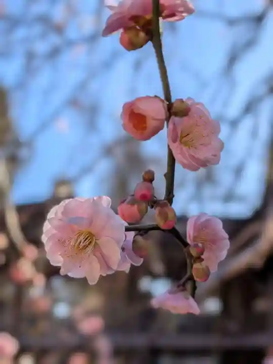 妙法寺(東京都)