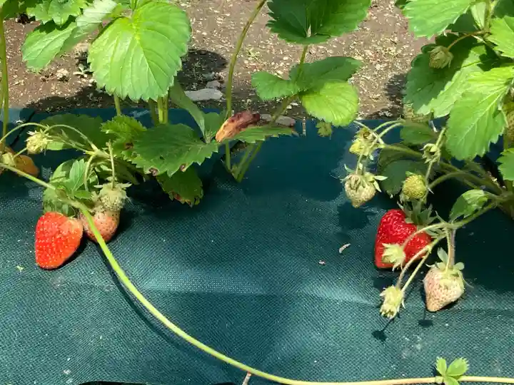 五條天神社(東京都)