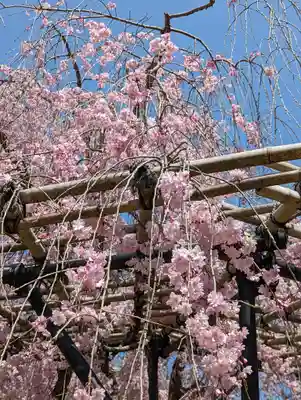 賀茂別雷神社（上賀茂神社）(京都府)