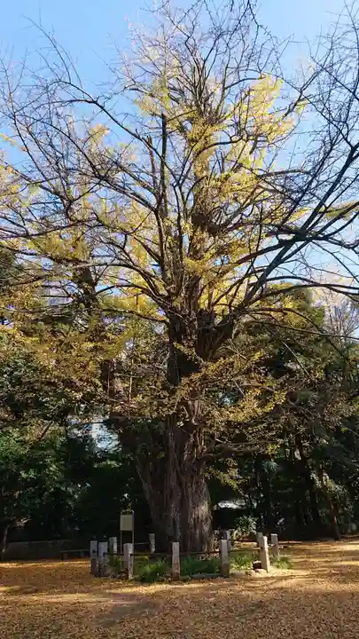 赤坂氷川神社の自然