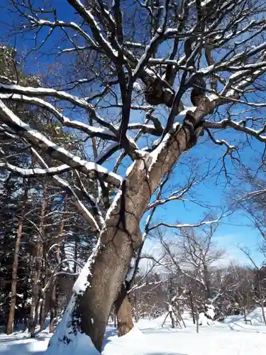 北海道神宮の自然