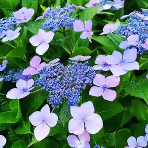 豊景神社の自然(2020年07月14日(火) 07時50分34秒投稿)