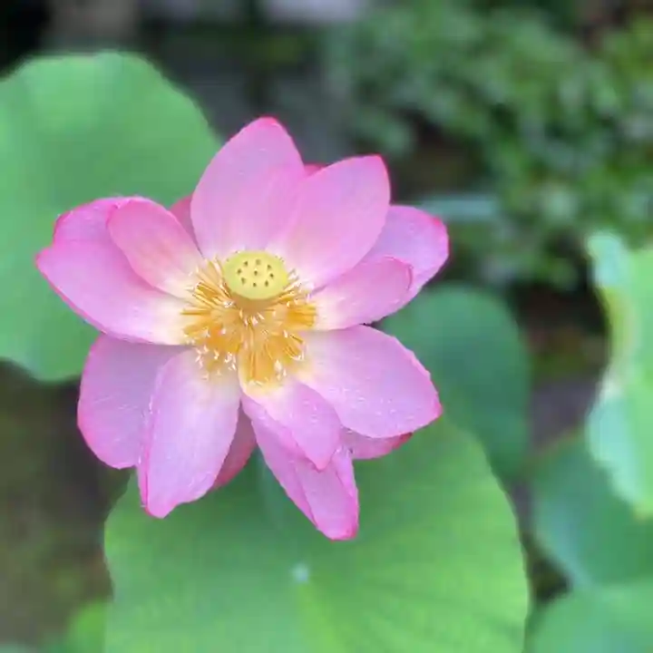 伊勢の国 四天王寺(三重県)