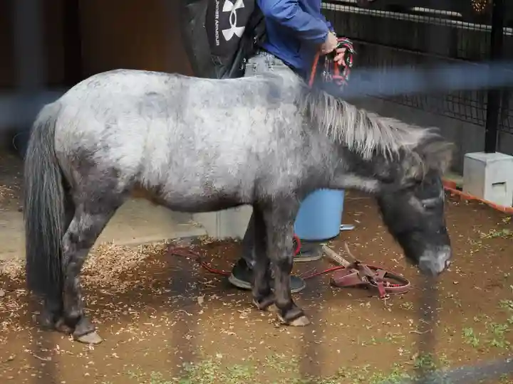 神田神社(神田明神)の動物