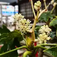 三輪神社の自然