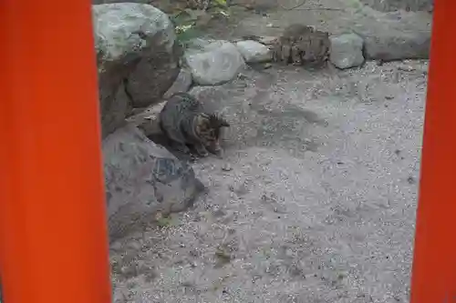 水鏡天満宮の動物