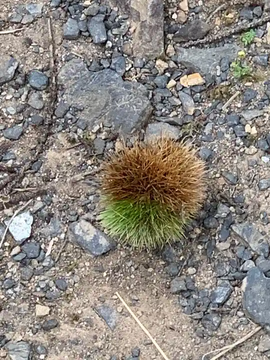 八坂神社(岩手県)
