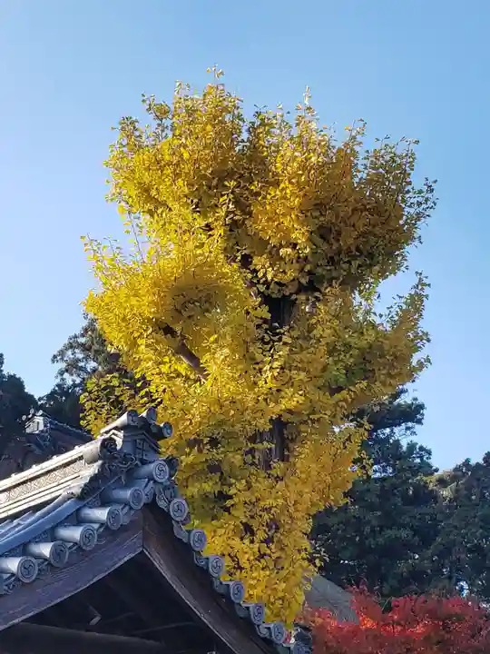 沙沙貴神社の自然