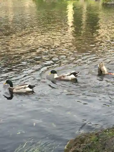 富士山本宮浅間大社(静岡県)