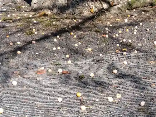 毫攝寺(福井県)