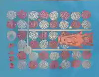 柳谷観音 楊谷寺の御朱印