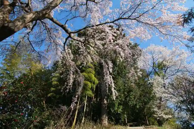 熊野神社の自然