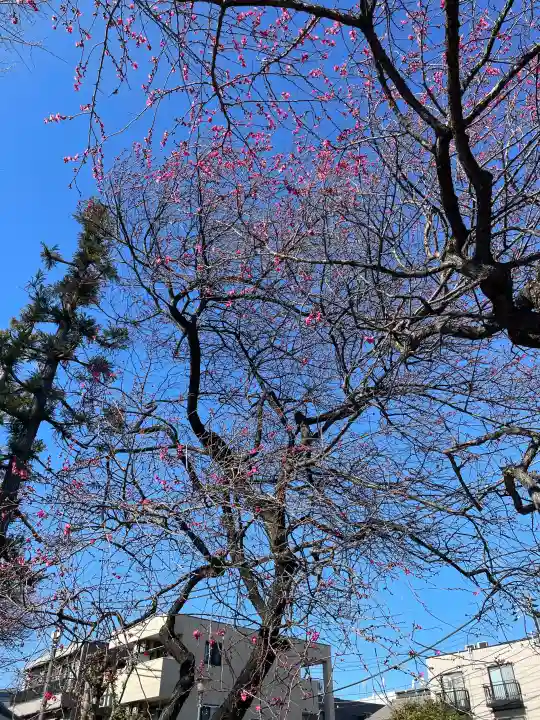 北野天神(仲六郷北野神社)の{uncategorized: "未分類", other: "その他", undefined: "問題あり", building: "その他建物", grave: "お墓", sacred_gate: "鳥居", guardian: "狛犬", statue: "像", buddha: "仏像", history: "歴史", nature: "自然", garden: "庭園", animal: "動物", pagoda: "塔", temizu: "手水舎", mountain_gate: "山門・神門", sanctuary: "本殿・本堂", subordinate: "末社・摂社", art: "芸術", scenery: "景色", jizo: "地蔵", ema: "絵馬", goshuin: "御朱印", omikuji: "おみくじ", items: "授与品その他", amulet: "お守り", goshuincho: "御朱印帳", eats: "食事", festival: "お祭り", votive_dance: "神楽", shichigosan: "七五三参", wedding: "結婚式", experience: "体験その他", initially: "初詣", around: "周辺", anti_infection: "感染症対策"}