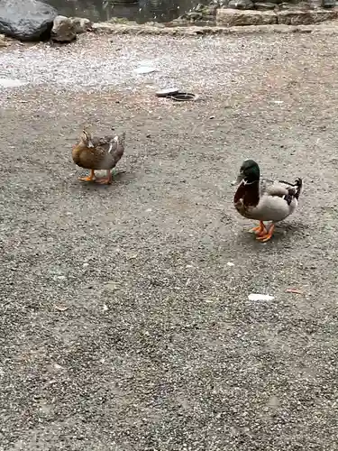 平塚八幡宮の動物