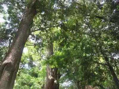 來宮神社(静岡県)