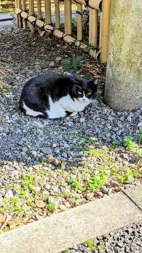 白金氷川神社の動物
