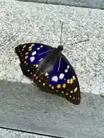 国宝 大法寺の動物