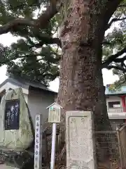 津田八幡神社の自然