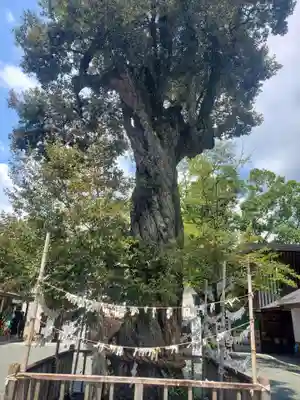 井伊谷宮の自然