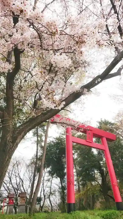 尾張猿田彦神社の鳥居