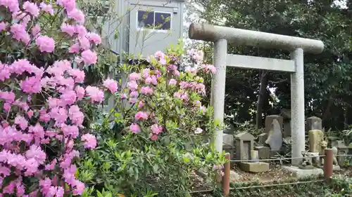 櫻木神社の鳥居