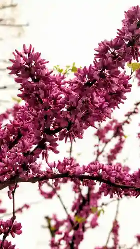 浅草神社の自然