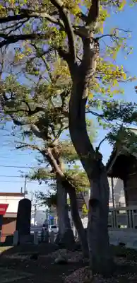 高須香取神社の自然