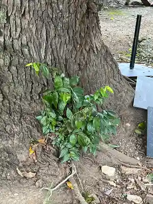 手力雄神社(岐阜県)