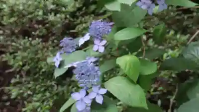 柳谷観音　楊谷寺(京都府)