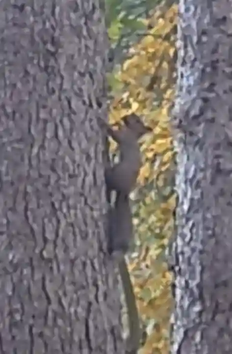 八幡神社の動物