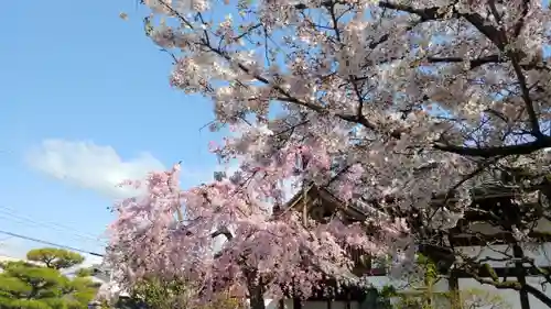 妙顯寺（妙顕寺）の景色