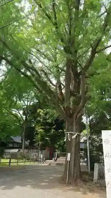 桐生天満宮(群馬県)