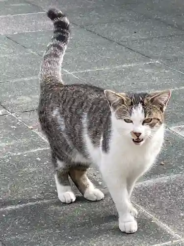 荘嚴浄土寺の動物