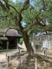 大山祇神社の自然